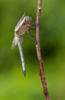 Orthetrum coerulescens (m)