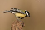 Cinciallegra Cinciallegra