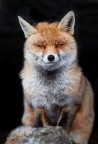 The fox The fox