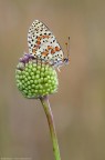 Melitaea didyma su cipollotto selvatico