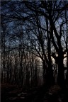 In the forest In the forest