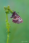 Zerynthia polyxena Zerynthia polyxena