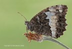 Grande Banded Grayling (Brintesia Circe)