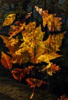 Impressioni d'autunno Impressioni d'autunno