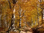 I faggi in autunno hanno una colorazione eccezionale e immergersi nel bosco � un'esperienza bellissima. 
L'escursione risale a qualche settimana fa: ha avuto inizio sulla strada che da Gavinana porta a Pratorsi sul sentiero CAI 2. Siamo saliti sul crinale in prossimit� del Passo del Cancellino, poi siamo rientrati dal Passo della Nevaia e Maceglia.

Lumix GH2 + 14/45