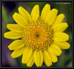 Yellow Yellow