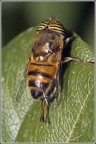 L'Ape dagli occhi tigrati L'Ape dagli occhi tigrati