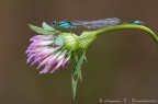 Ischnura elegans Ischnura elegans