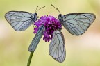 un fiore per quattro un fiore per quattro