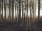 la magia del bosco....