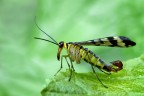 Mosca scorpione Mosca scorpione