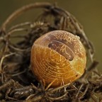 Isopoda: Armadilium vulgare