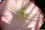 fiore fiore