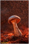 Christmas mushroom.... Christmas mushroom....