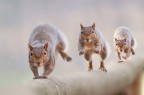 The run The run