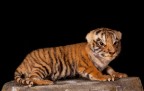 Tigre Tigre