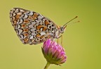 Melitaea phoebe Melitaea phoebe