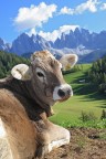 Mucca Mucca