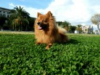 my dog my dog