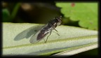 mosquito mosquito