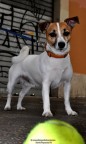 STREET DOG STREET DOG