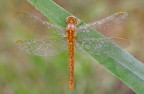 Orthetrum brunneum Orthetrum brunneum