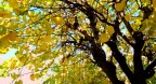 giallo naturale giallo naturale