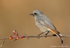 Codirosso spazzacamino (Phoenicurus ochruros) Codirosso spazzacamino (Phoenicurus ochruros)