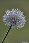 Fiore di cristallo e.......Buon Natale Fiore di cristallo e.......Buon Natale