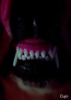 Cujo (Contest S. King 6°Class) Cujo (Contest S. King 6°Class)