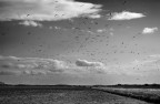 Volo di gabbiani Volo di gabbiani