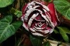 Rosellina Rosellina