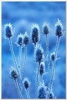 blu blu