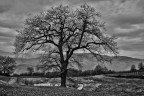 Rondinara RE quercia in riva al laghetto Rondinara RE quercia in riva al laghetto