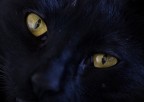 Occhi di gatto