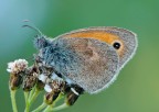 Coenonympha-pamphilus