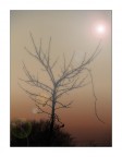 flare fog tree flare fog tree
