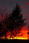 L'albero nel tramonto L'albero nel tramonto