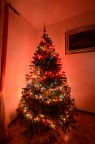 L'albero Rosso.... L'albero Rosso....