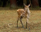 Bambi Bambi