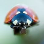 50d 100mm+50mm invertito f16 0.3sec 100iso
http://s6.postimage.org/wbw0ihrc1/Coccinella.jpg