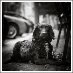 Questa cucciola � un cane che vedo spesso dalle parti di casa mia.
Probabilmente ha dei problemi a socializzare con le persone perch� � sempre molto spaventata.
Oggi sono riuscito a rubarle questo ritratto.