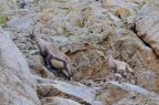 PNGP: Madre e figlio PNGP: Madre e figlio