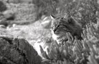 Gatto Gatto