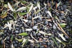 Olio d'Oliva 01 Olio d'Oliva 01