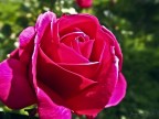 rosa rosa