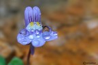 Cymballaria muralis Cymballaria muralis
