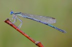 Platycnemis pennipes Platycnemis pennipes
