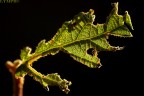 Lymph  3841