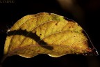 Lymph  3544